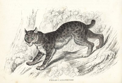 Kanadensiskt lodjur, Lynx canadensis (Felis canadensis). Handkolorerad litografi från Georg Friedrich Treitschkes naturhistoriska galleri, Naturhistorischer Bildersaal des Thierreiches, Liepzig-1842. av Unbekannter Künstler
