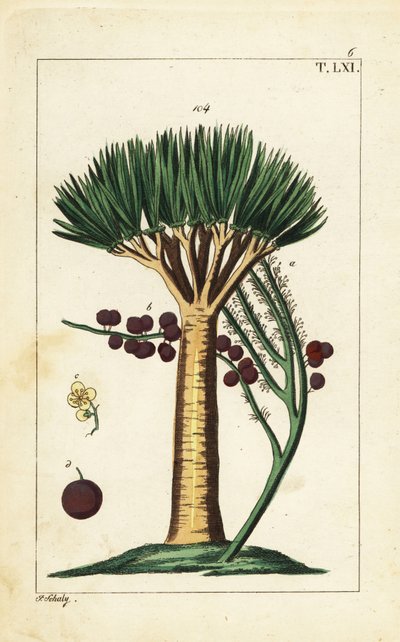 Kanarieöarnas drakträd, Dracaena draco. Sårbar. av Unbekannter Künstler