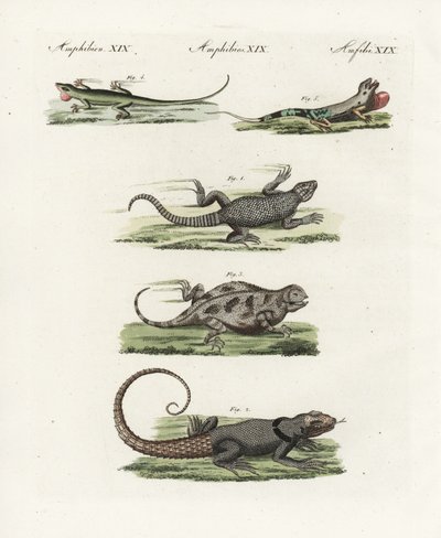 Kapögla (afrikansk saurian), Cordylus cordylus 1, Cuviers Madagaskarödla (Madagaskar lezard), Oplurus cuvieri 2, bergshornödla (lezard a horn), Phrynosoma orbiculare 3, Jamaicansk anolis (Jamaique lezard), Anolis garmani 4, och grön anolis av Unbekannter Künstler
