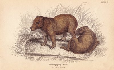 Kapybara, Hydrochoerus hydrochaeris (Hydrochaerus cabiai). Handkolorerat stålstick av Lizars efter en illustration av Charles Hamilton Smith från William Jardine