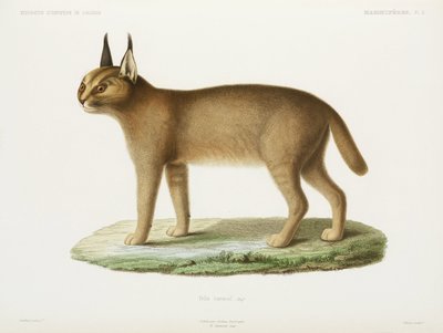 Caracal, Algeriet av Unbekannt
