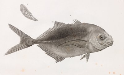 Hoppande Caranx, närbild av Unbekannt