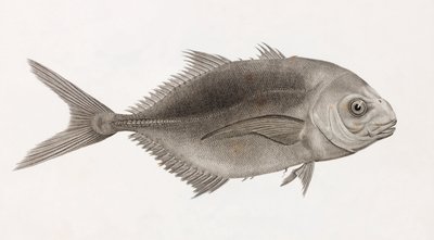 Hoppande Caranx, närbild av Unbekannt