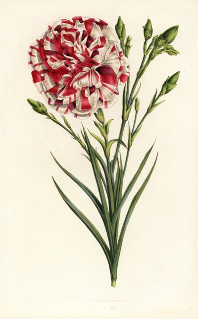 Nejlikhybrid, Louis Napoleon, Dianthus caryophyllus. Handkolorerad litografi från Louis van Houtte och Charles Lemaires Flowers of the Gardens and Hothouses of Europe, Flore des Serres et des Jardins de l