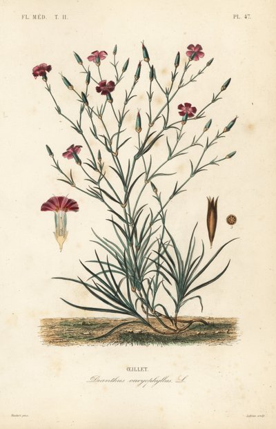 Nejlika eller nejlika rosa, Dianthus caryophyllus, Oeillet av Unbekannt