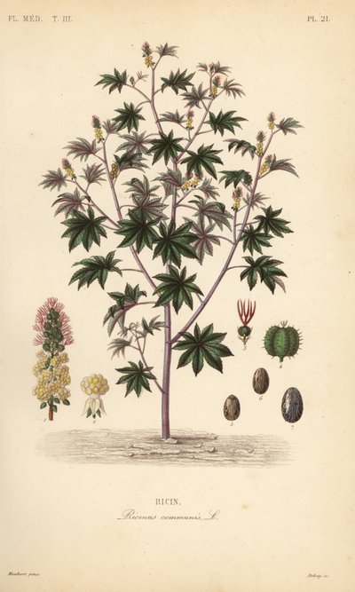 Ricinböna eller ricinoljeväxt, Ricinus communis, Ricin av Unbekannt