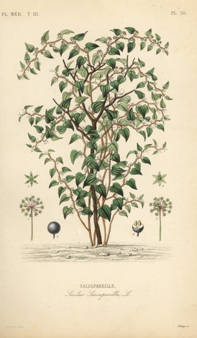 Cat greenbriar eller catbriar, Smilax glauca, Smilax sarsaparilla, Salsepareille, Handkolorerad stålstick av Debray efter en botanisk illustration av Edouard Maubert från Pierre Oscar Reveil, A av Unbekannt