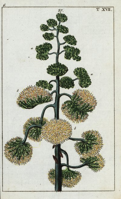 Århundradesväxt, Agave americana. av Unbekannter Künstler