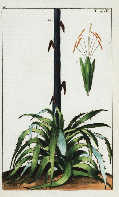 Århundradesväxt, Agave americana. av Unbekannter Künstler