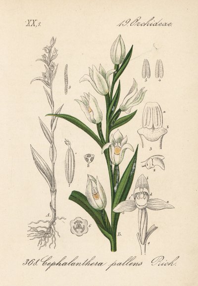 Cephalanthere har epe eller långbladig - Svärdslilja, Cephalanthera longifolia (Cephalanthera pallens). Handkolorerad litografi från Diederich von Schlechtendals tyska flora (Flora von Deutschland), Jena av Unbekannter Künstler