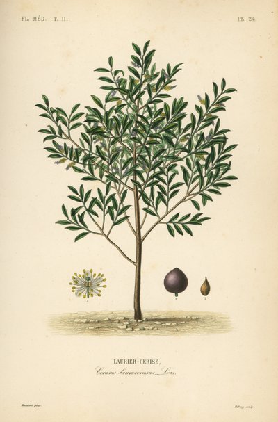 Körsbärslager eller engelsk lagerträd, Prunus laurocerasus, Cerasus laurocerasus, Laurier-cerise av Unbekannt