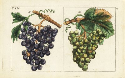 Chiavenna druvor, Pinot noir druvor, Vitis vinifera. av Unbekannter Künstler