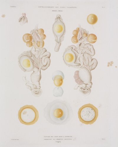 Hönsägg i äggledaren, c 1847-1859 av Unbekannt