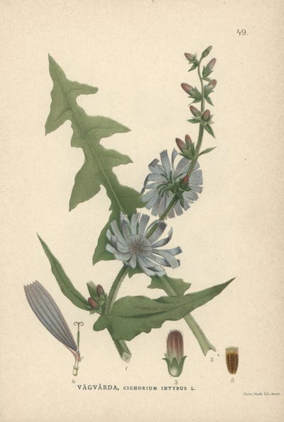 Cikoria, Cichorium intybus av Unbekannter Künstler