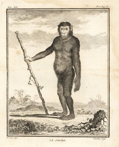 Schimpans, Pan troglodytes. Jocko. Utrotningshotad. Kopparstick av Chevillet efter en illustration av Jacques de Seve från Georges-Louis Leclerc, Comte de Buffon