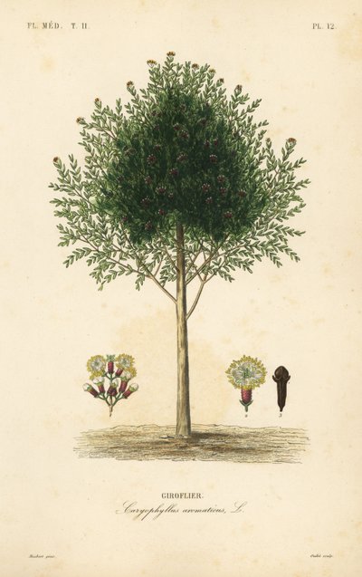 Kryddnejlikaträd, Syzygium aromaticum, Caryophyllus aromaticus, Giroflier av Unbekannt