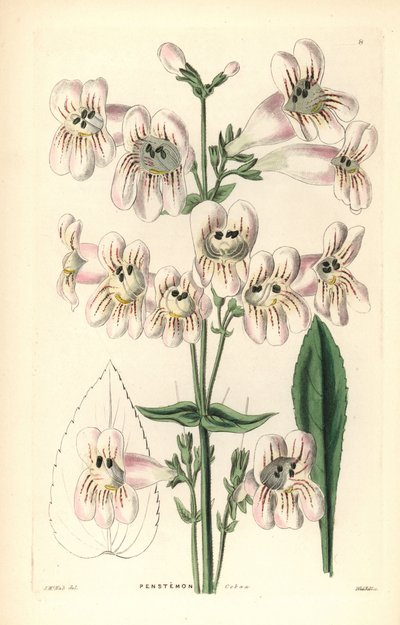 Penstemon med cobaea-blomma, Penstemon cobaea. Handkolorerat kopparstick av Weddell efter J. McNab från John Lindley och Robert Sweet