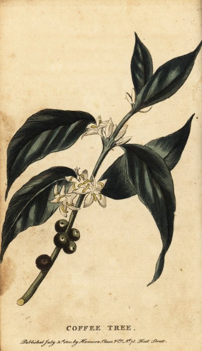 Kaffeträd, Coffea arabica. ,1800 (gravyr) av Unbekannter Künstler