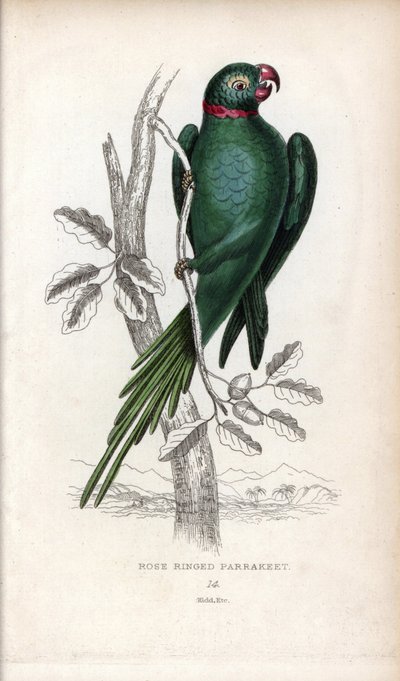Halsbandsparakit, Psittacula krameri. Psittacus torquatus. Litografi av Joseph Kidd, baserad på en teckning av John Audubon, i Miscellany of Natural History: Parrots, Sir Thomas DiK Lauder and Captain Thomas Brown, utgiven i Edinburgh, Skottland, 1833. av Unbekannter Künstler