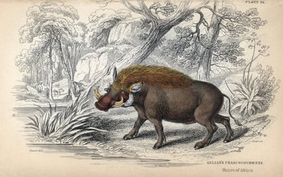 Vanlig afrikansk phacochere (Phaochoerus africanus). Kopparstick av William Lizars efter en teckning av James Stewart, publicerat i Naturalist Library: mammals, pachyderms and quadrupedes with fine skin, redigerat av W. H. Lizars, i Edinburgh, Skottland. av Unbekannter Künstler