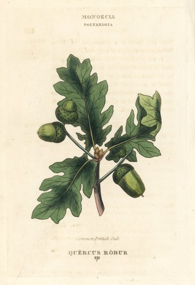 Vanlig brittisk ek, Quercus robur. Handkolorerat kopparstick efter en illustration av Richard Duppa från hans The Clours and Orders of the Linnaean System of Botany, Longman, Hurst, London av Unbekannter Künstler