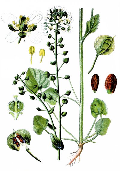 Vanlig skörbjuggsört, Cochlearia officinalis av Unbekannter Künstler