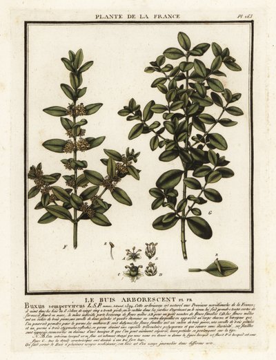 Gemensam låda, Buxus sempervirens. av Unbekannter Künstler