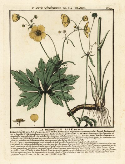 Vanlig smörblomma, Ranunculus acris. av Unbekannter Künstler
