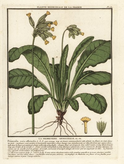 Vanlig nötlapp eller nötljus, Primula veris. av Unbekannter Künstler