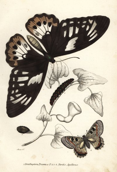 Vanlig grön fågelvinge, Ornithoptera priamus, fjäril, larv och puppa, samt falsk apollo, Archon apollinus (Doritis apollinus). Handkolorerad litografi från Georg Friedrich Treitschkes naturhistoriska galleri, Naturhistorischer Bildersaal des Thi av Unbekannter Künstler