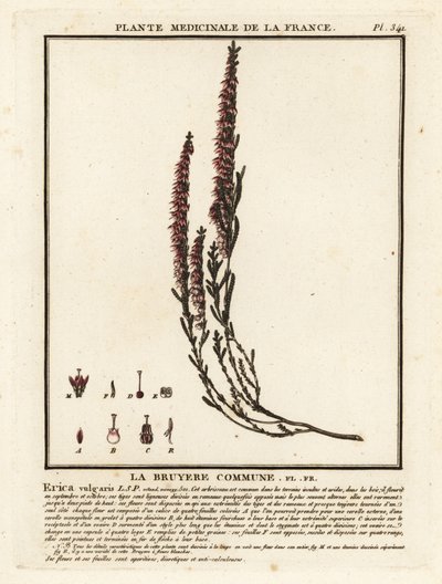 Vanlig ljung, Calluna vulgaris. av Unbekannter Künstler
