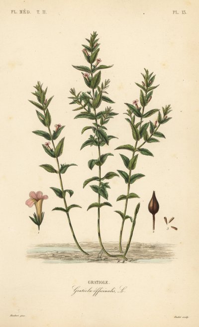 Vanlig hedgehyssop eller nådens ört, Gratiola officinalis, Gratiole av Unbekannt