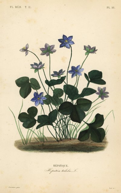 Vanlig hepatika eller levermos, Anemone hepatica, Hepatica triloba, Hepatique av Unbekannt