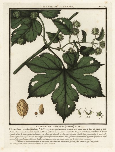 Vanlig humle, Humulus lupulus. av Unbekannter Künstler