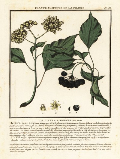Vanlig murgröna, Hedera helix av Unbekannter Künstler