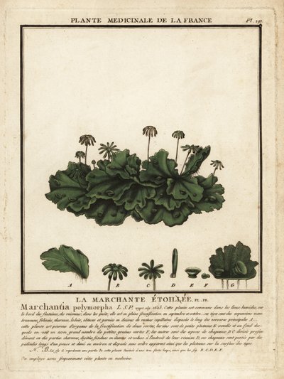 Vanlig levermos, Marchantia polymorpha. av Unbekannter Künstler