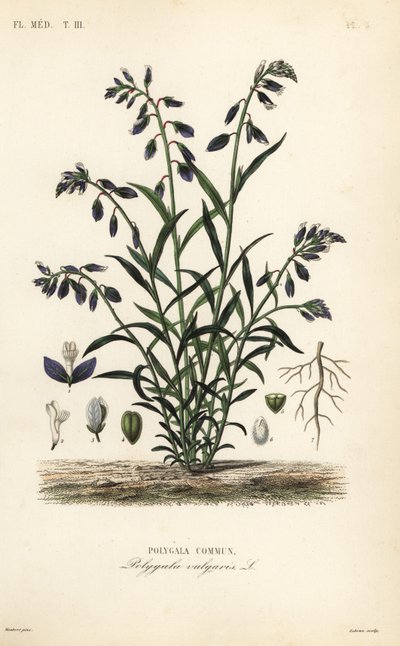 Vanlig mjölkört, Polygala vulgaris, Polygala commun av Unbekannt