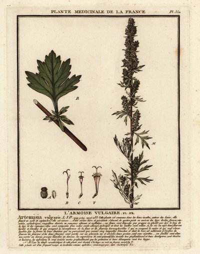 Vanlig byngröt, Artemisia vulgaris. av Unbekannter Künstler