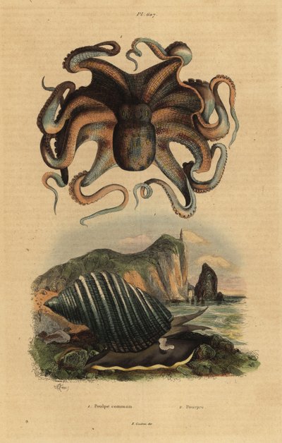 Vanlig bläckfisk, Octopus vulgaris 1 och havssnigel, Dicathais orbita 2 av Unbekannt