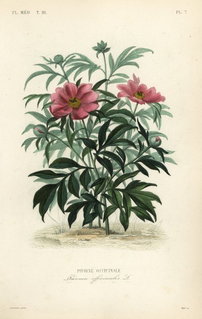 Vanlig pion eller trädgårdspion, Paeonia officinalis, Pivoine officinale av Unbekannt