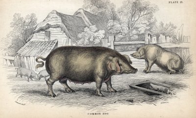Vanligt fläsk (Sus domestica) i en svinstia. Kopparstick av William Lizars, baserat på en teckning av James Stewart, publicerat i Naturalist Library: mammals, pachyderms and quadrupedes with fine skin, redigerat av W. H. Lizars, i Edinburgh, Skottland av Unbekannter Künstler