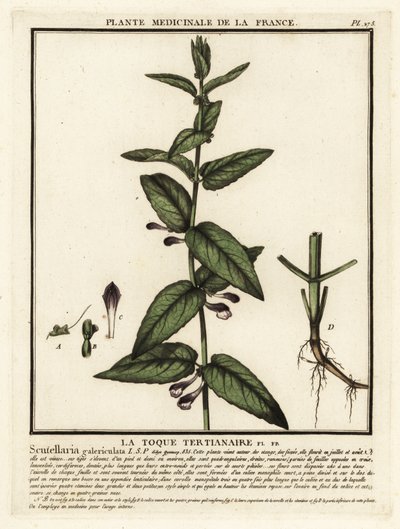 Vanlig kalott, Scutellaria galericulata. av Unbekannter Künstler