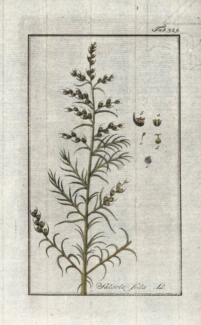 Vanlig soda (Salsola soda). Litografi från "Afbeelding der Artseny-Gewassen" av Johannes Zorn (1739-1799), Nederländerna av Unbekannter Künstler