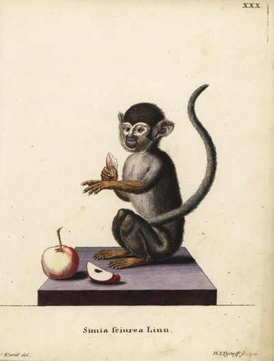 Vanlig ekorrapa, Saimiri sciureus. Simia sciurea Linn. Handkolorerat kopparstick av Hermann Jakob Tyroff efter en illustration av Joseph Karell ur Johann Christian Daniel Schrebers Animal Illustrations after Nature, or Schreber