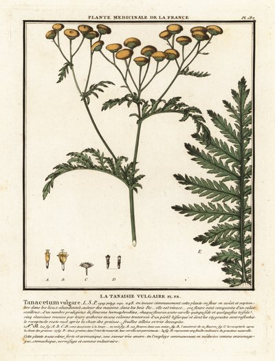 Vanlig renfana, Tanacetum vulgare. av Unbekannter Künstler
