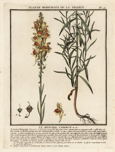 Vanligt paddlin, Linaria vulgaris. av Unbekannter Künstler