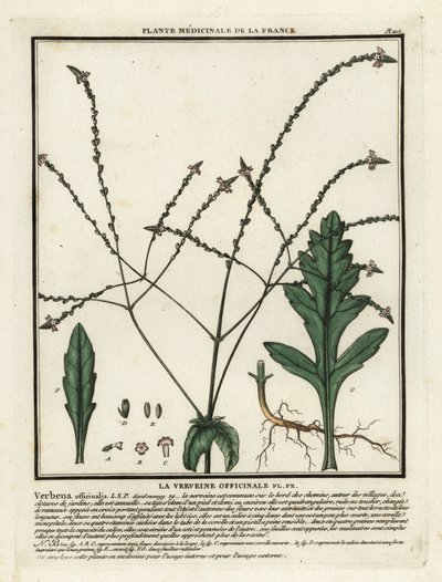 Vanlig jäkla, Verbena officinalis. av Unbekannter Künstler