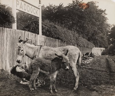 Sammansatt av två åsnor, c 1909 av Unbekannt