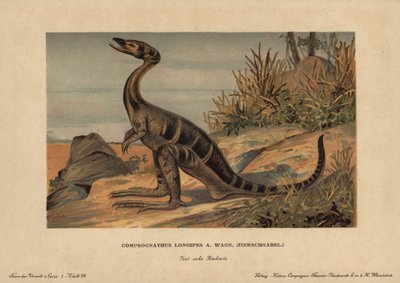 Compsognathus longipes, ett släkte av små tvåbenta dinosaurier från Jurassic köttätande. Kromolitografi av F. John (serie förhistoriska djur från Reichardt Cocoa Company), ursprungligen publicerad i "Animals of the Prehistoric World" av Unbekannter Künstler