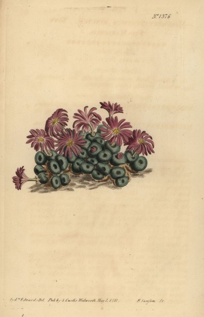 Conophytum-kvalster (liten fikonblomma, Mesembryanthemum minutum) av Unbekannt